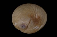 藏品(南洋扁玉螺)的圖片